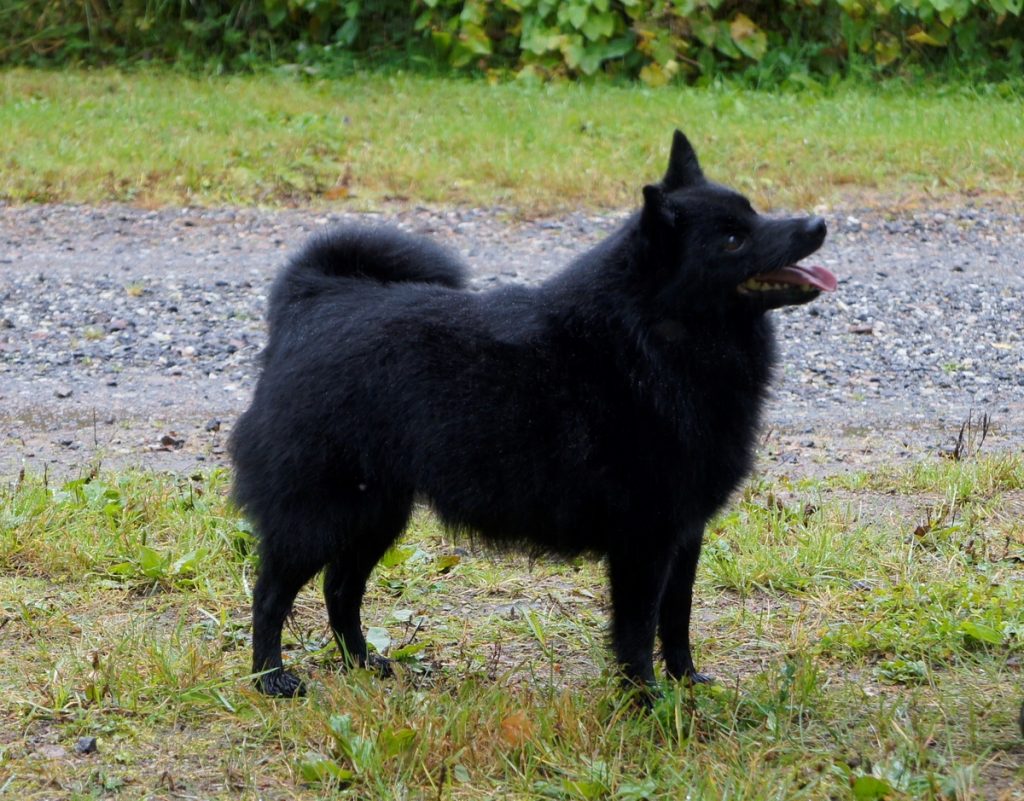 Fantasy des Grands Voyageurs