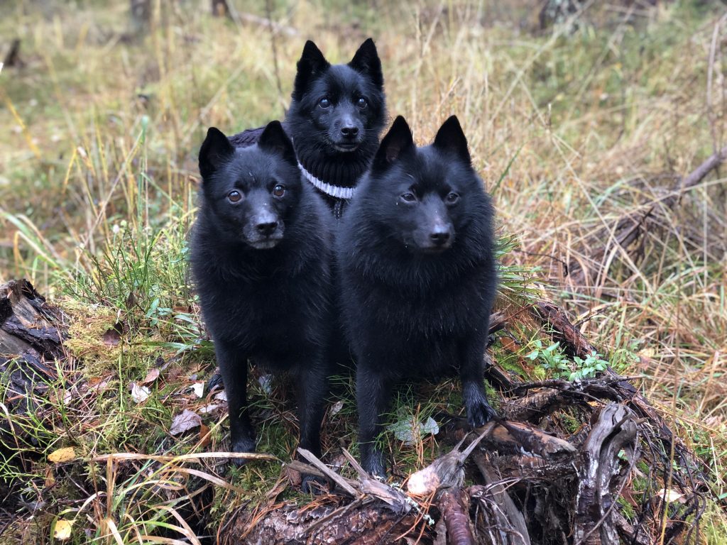 Kolme schipperkeä syksyisessä metsässä