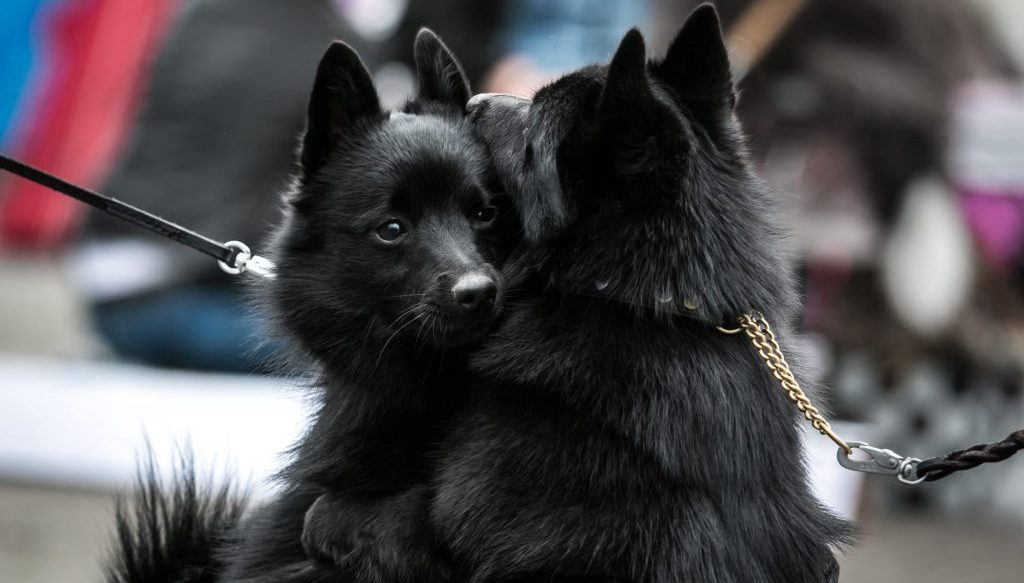 Schipperke kaverukset kehän laidalla