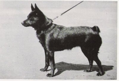 FIN CH FINW-66 Sussi Suomen ensimmäinen Schipperke om Saimi Kärkkäinen