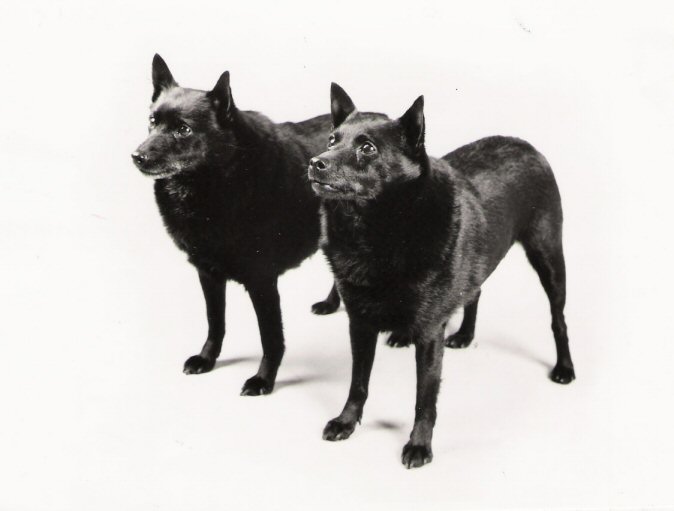 FIN CH Suojan Anne ( edessä ) ja INT _ NORD CH Suojan Odile ( takana )