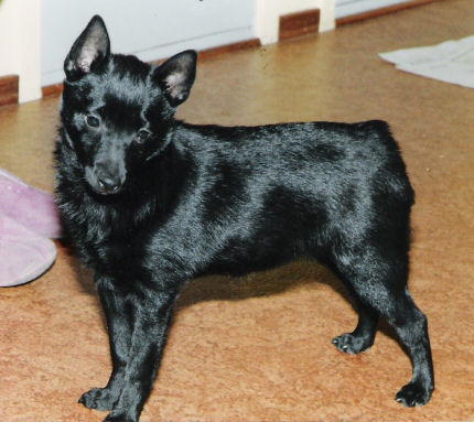 FIN MVA Aiken Elli-Elviira