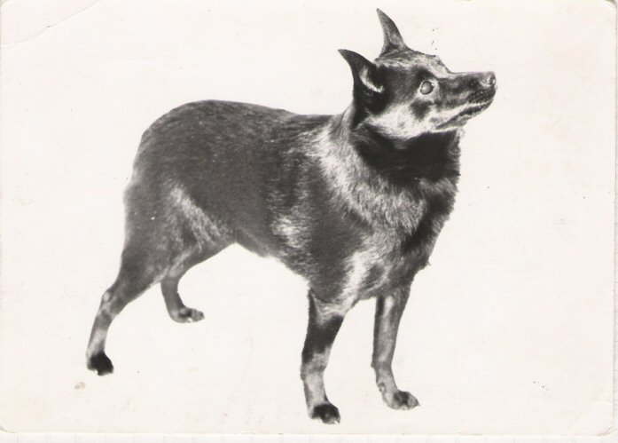 FIN _ N CH W-83 Suojan Sasha