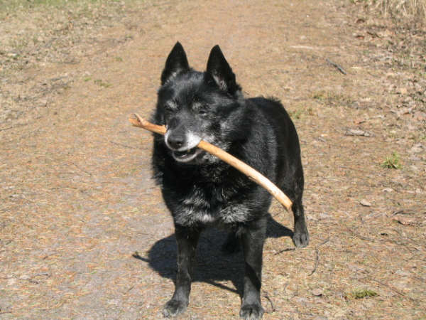 FIN _ S CH Corinnas Idra Inblanco synt. 13.8.1992 (narttu)