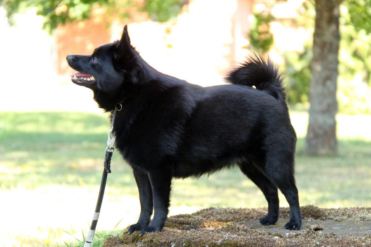 Finadynen Karelian Pihka Rose_kuvan ottanut Henriikka Toikka
