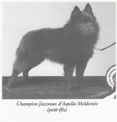 INT _ FIN CH Jazzman D_Aquila Meldensis