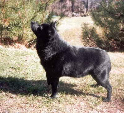 INT _ FIN _ EST CH WienJsg-90 EUW-91-92-93 Suojan Tuli-Tähti