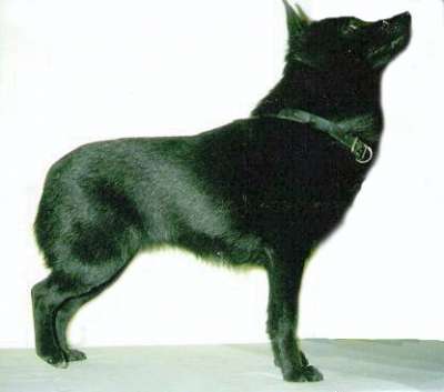 INT _ FIN _ S _ EST CH ESTW-96 Sengomar Beauty Brenda