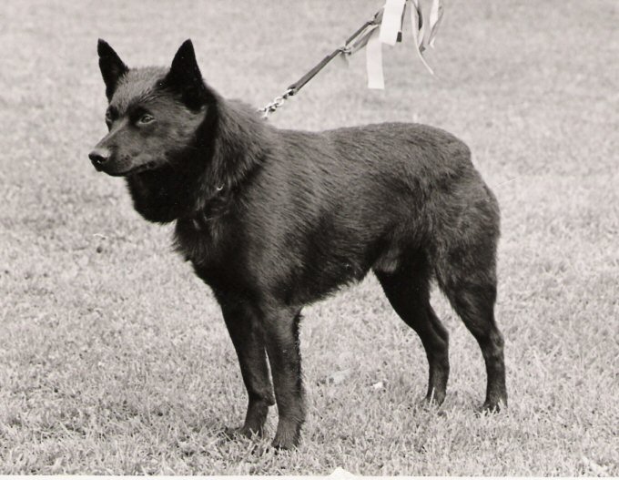 INT _ NORD CH Mascallsbury Rob Roy