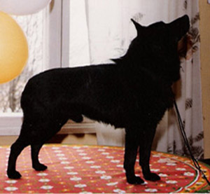 INT _ NORD CH Oldway Warrant 6.6.1977