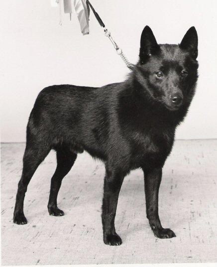 INT _ NORD CH W-72 Hallbower Bright Spark ( uros )