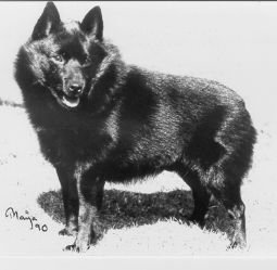 INT _ S _ N _ HOLL CH, SW-90-91, NW-92, SW-95-96 REMY OVERTURE V.D WELHAVEN