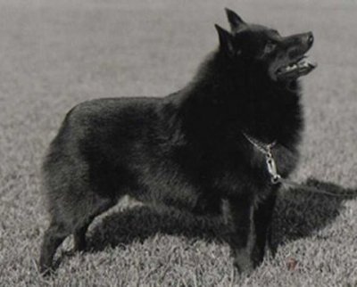 INT_FIN_S_DK CH EuW-91 W-93 NORDW-95 Bateauchien Busker