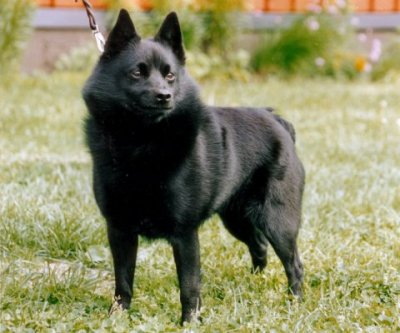 INT_FIN_S_N_DK CH W-91-92 SW-94 EuW-97 KBHW-97 Corinnas Epos