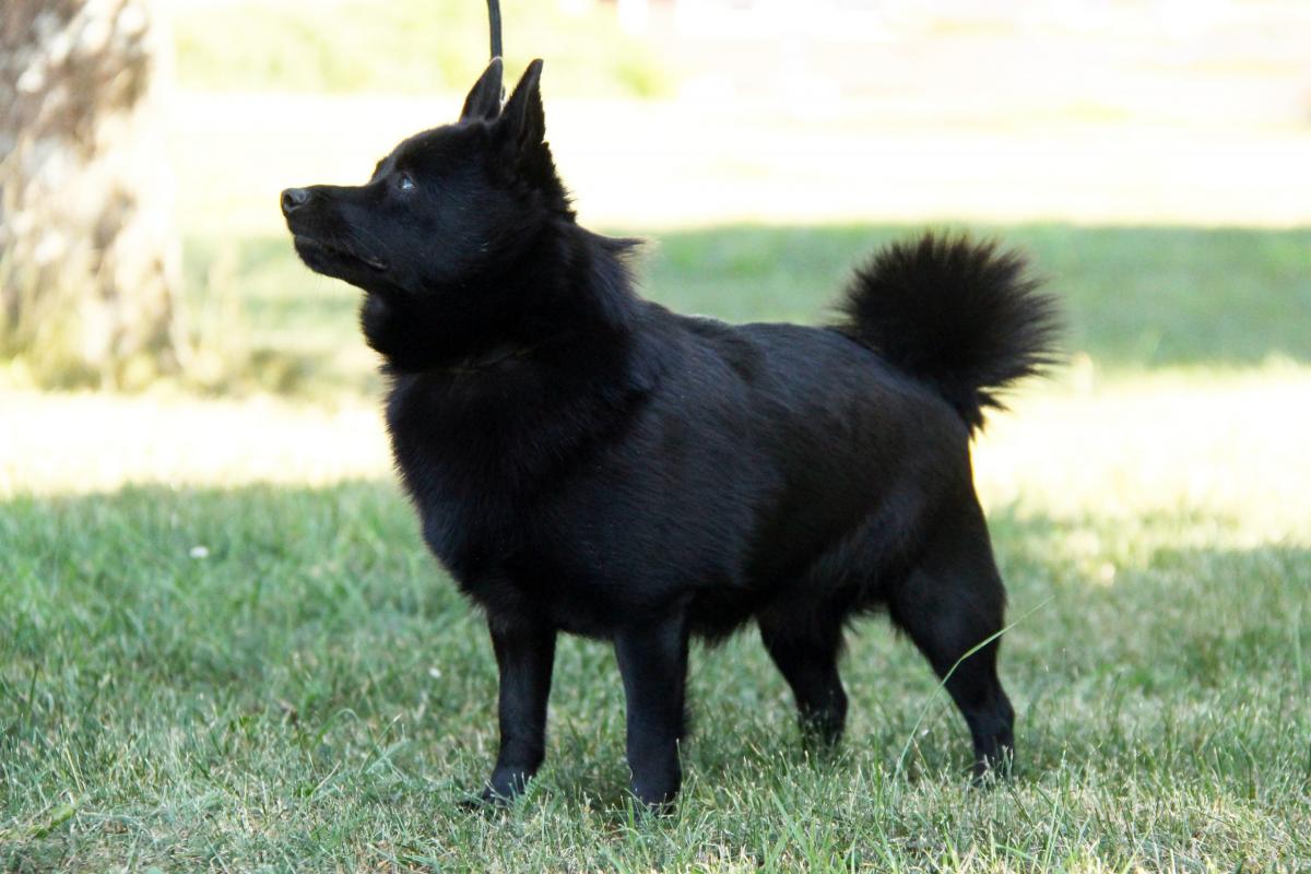 Krispesan Zirkon_kuvan ottanut Henriikka Toikka