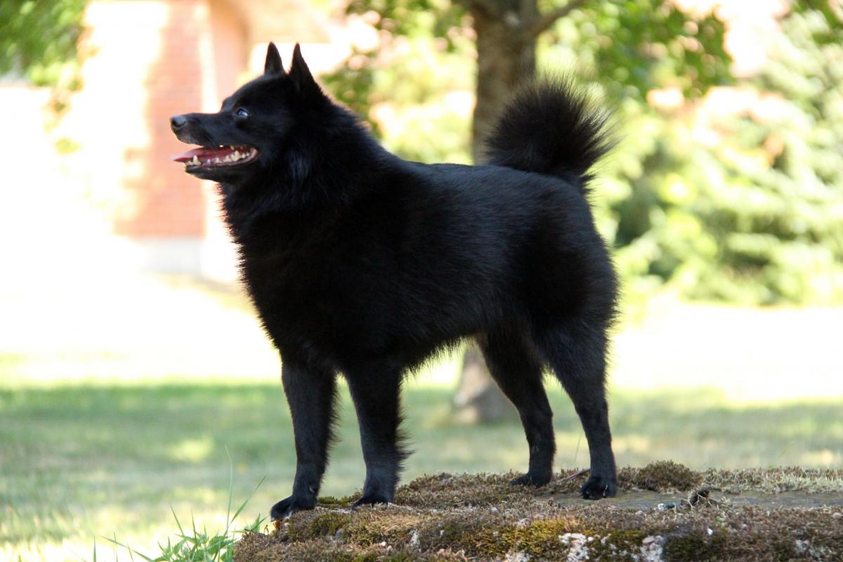 Lupus dei Nobel_kuvan ottanut Henriikka Toikkal