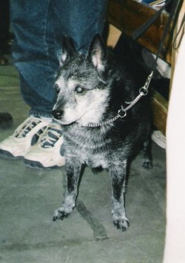 Mandels Tombarra 6.3.1986