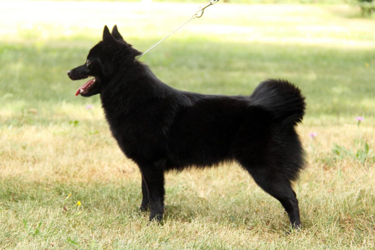 Midnight Mist Adaliya Mystic_kuvan ottanut Henriikka Toikka