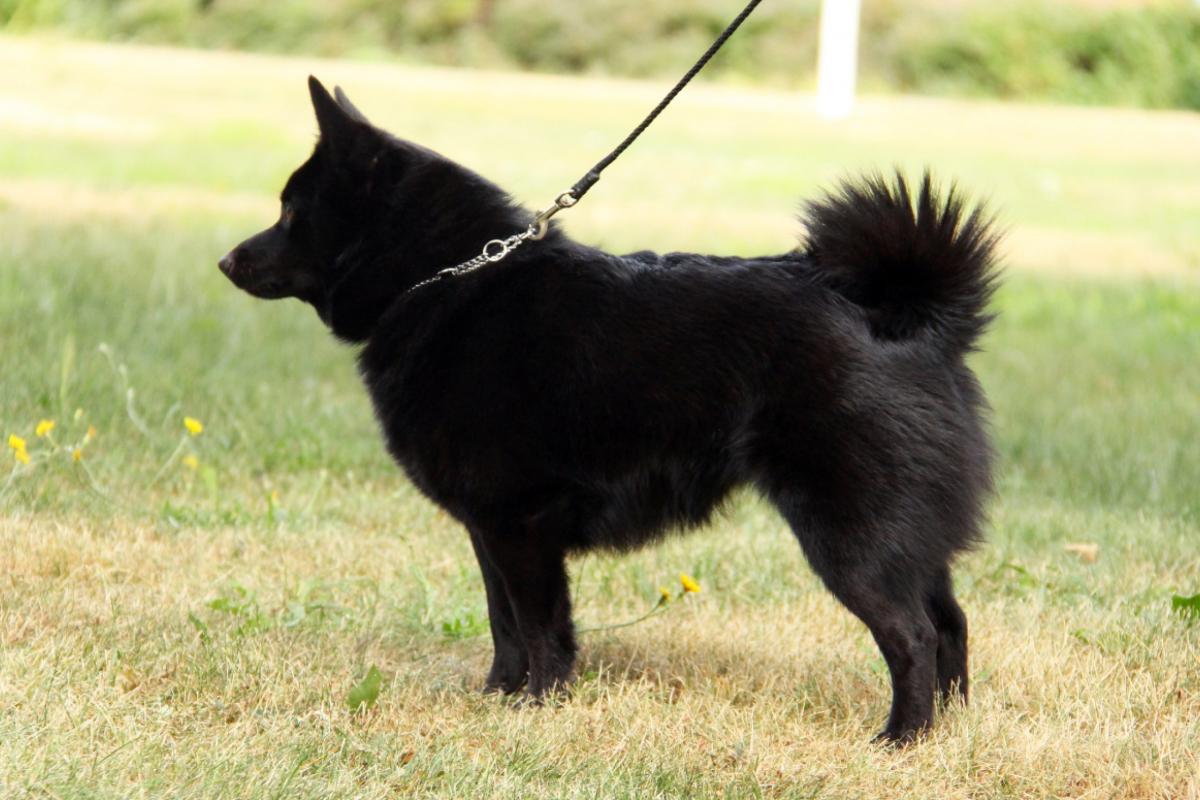 Nuottakuninkaan Nephele_kuvan ottanut Henriikka Toikka