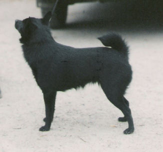 Quattro_s Esprit De Lotus