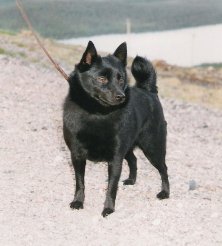 Quattro_s Mille Marin