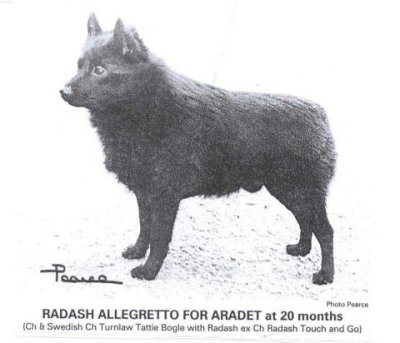 Radash Allegretto For Arade
