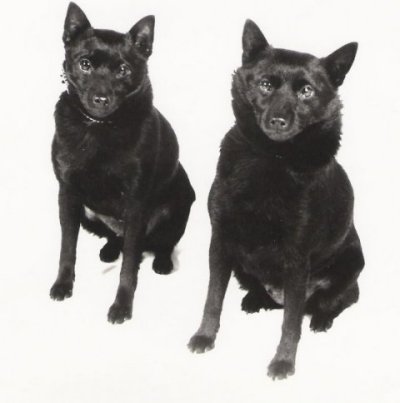 Suojan Odile 24.1.1974 ja Anne 19.2.1976